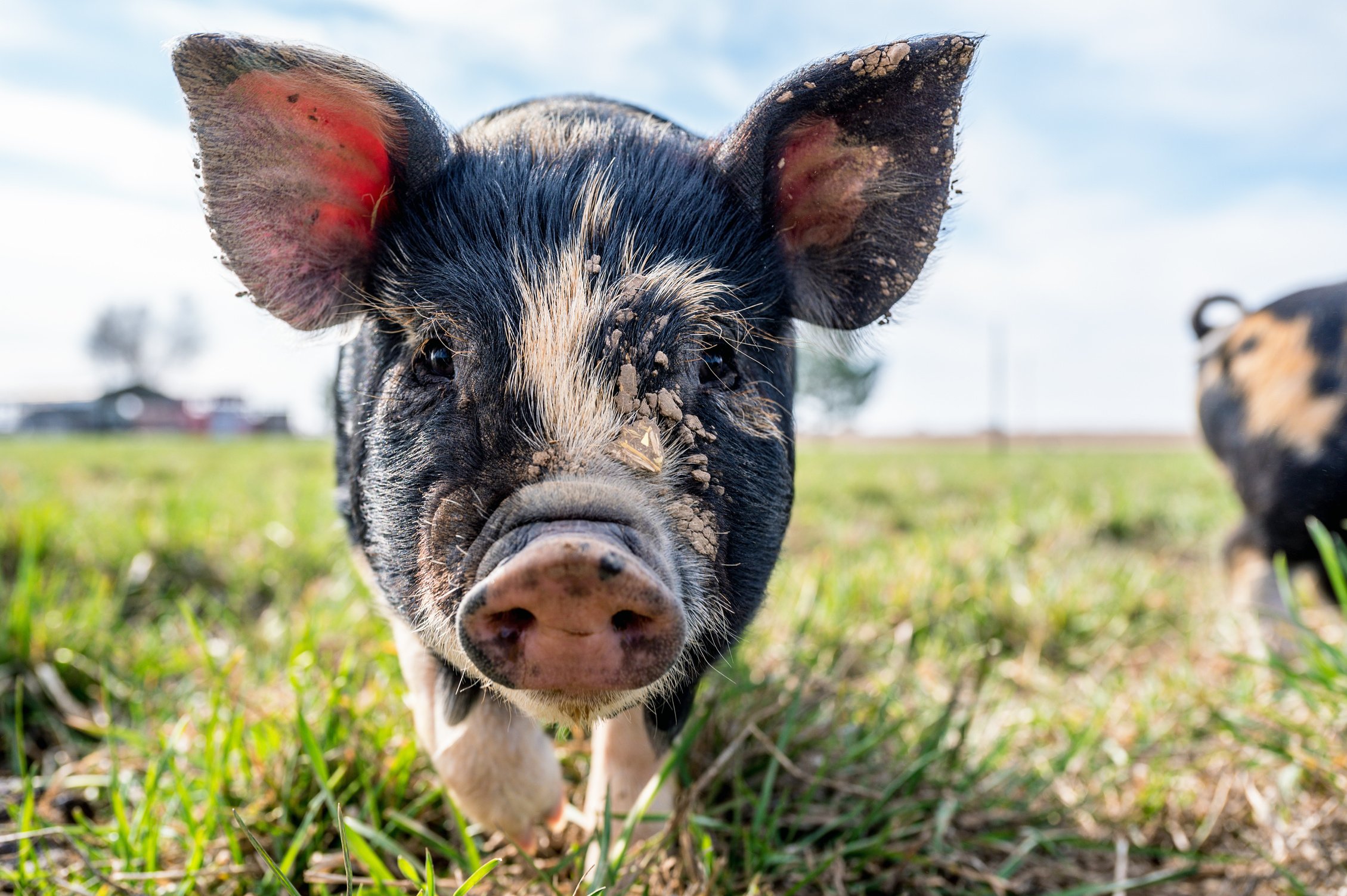 Dirty mini pigs on grass in farm in sunny day