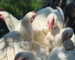 A group of chickens in their pasture