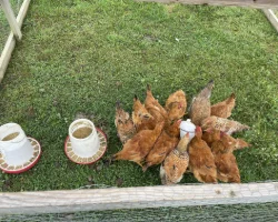 A group of free-range chickens eating outside