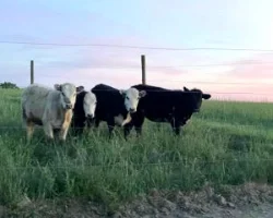 Four cows grazing in a grass pasture at Heritage Homestead farm