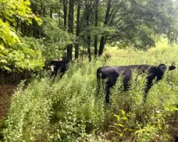 Two cows grazing in a grass field at Heritage Homestead farm