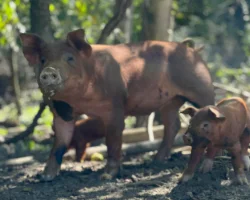 A mother pig with its piglet roaming around the farm