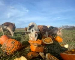 Four pasture-raised pigs eating pumpkins in the field