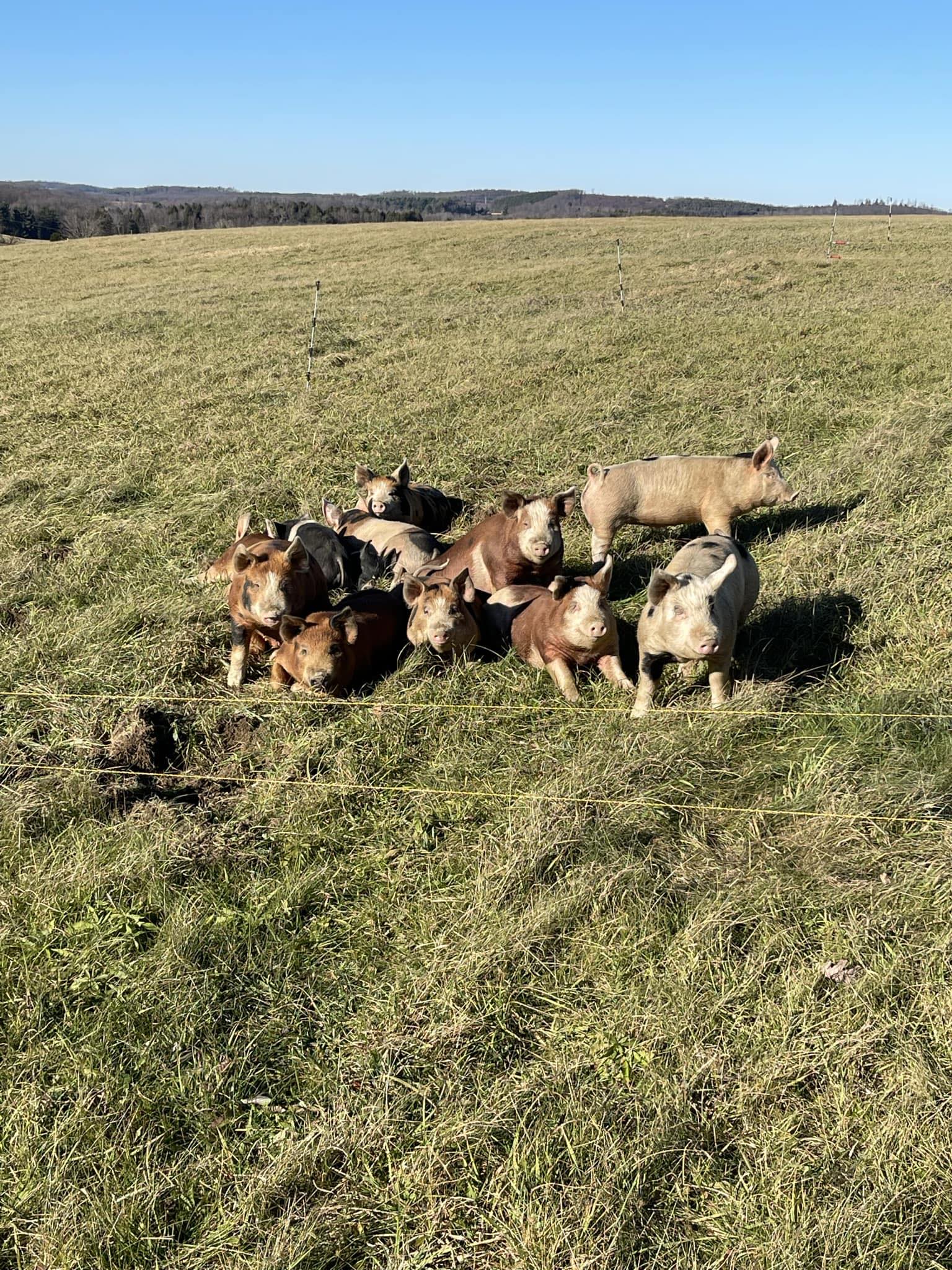 A group of pigs resting in a grassy field under a clear blue sky, showcasing a peaceful farm setting.