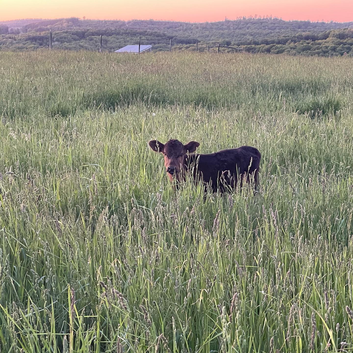 Calf standing in lush green grass field during sunset, with rolling hills in the background.