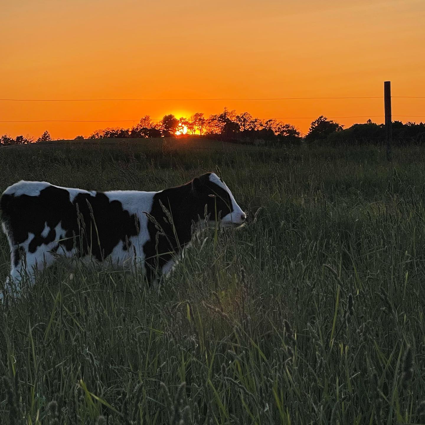 Black and white cow grazing in a field at sunset, with vibrant orange and golden hues in the sky and silhouettes of trees in the background.