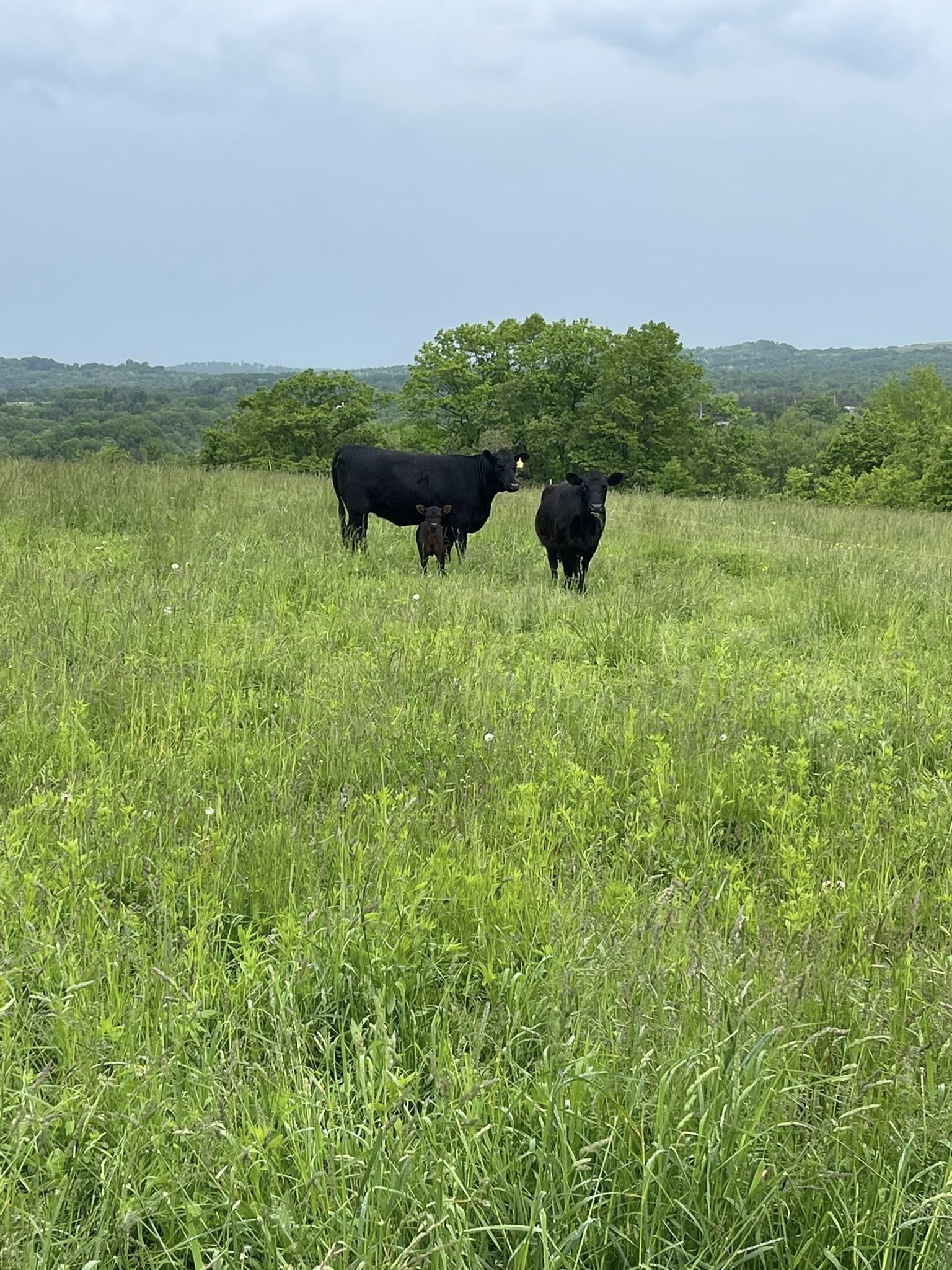 Two black cows and a calf grazing in a lush green field with rolling hills in the background under a cloudy sky.