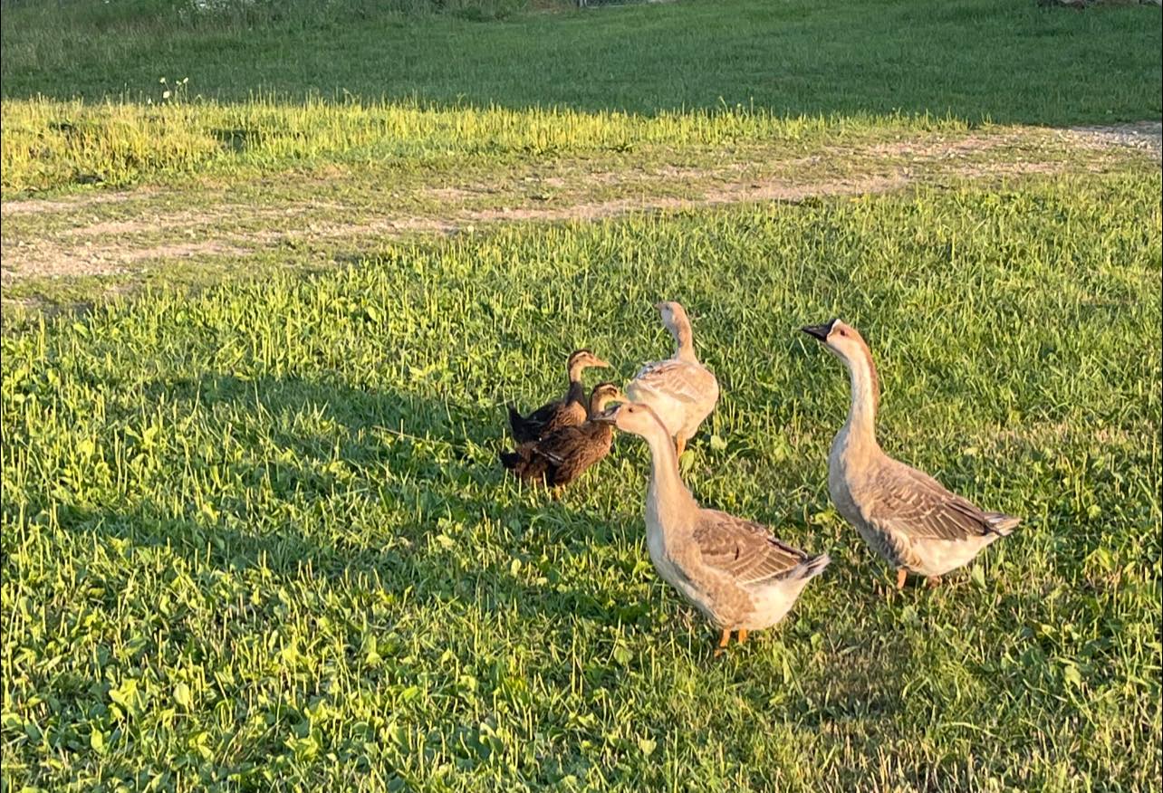 Group of four geese and one duck foraging on a grassy field, showcasing a peaceful rural scene in natural sunlight.
