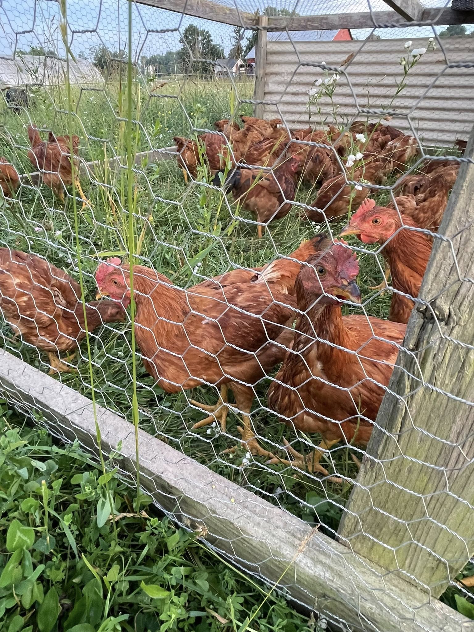 Free-range chickens foraging in a grassy enclosure, surrounded by a wire fence, showcasing a natural and healthy farming environment.