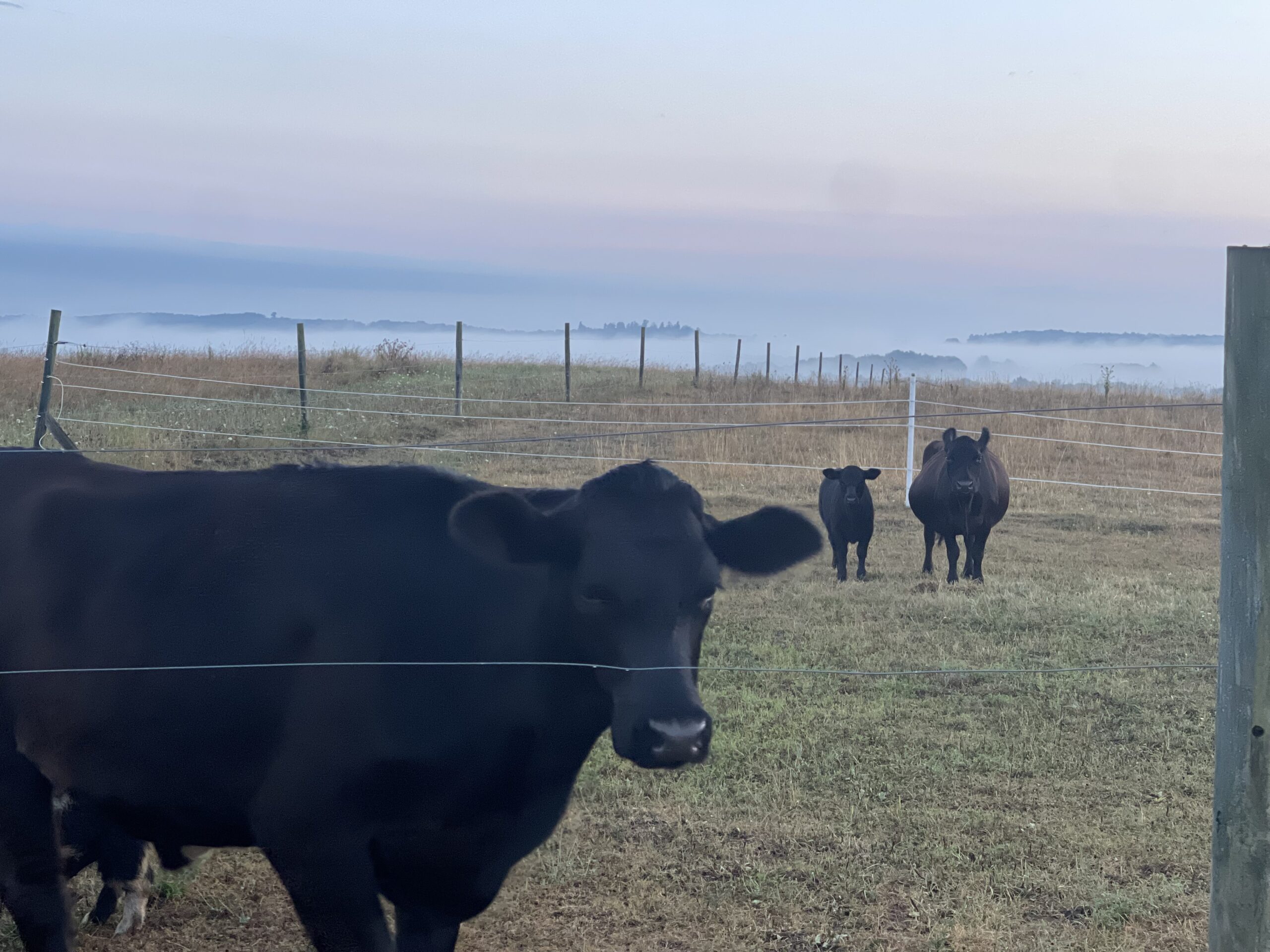 Eric Bennington - IMG_1686 Three black cows in a misty pasture at sunrise, with a wooden fence in the background and rolling hills visible in the distance.