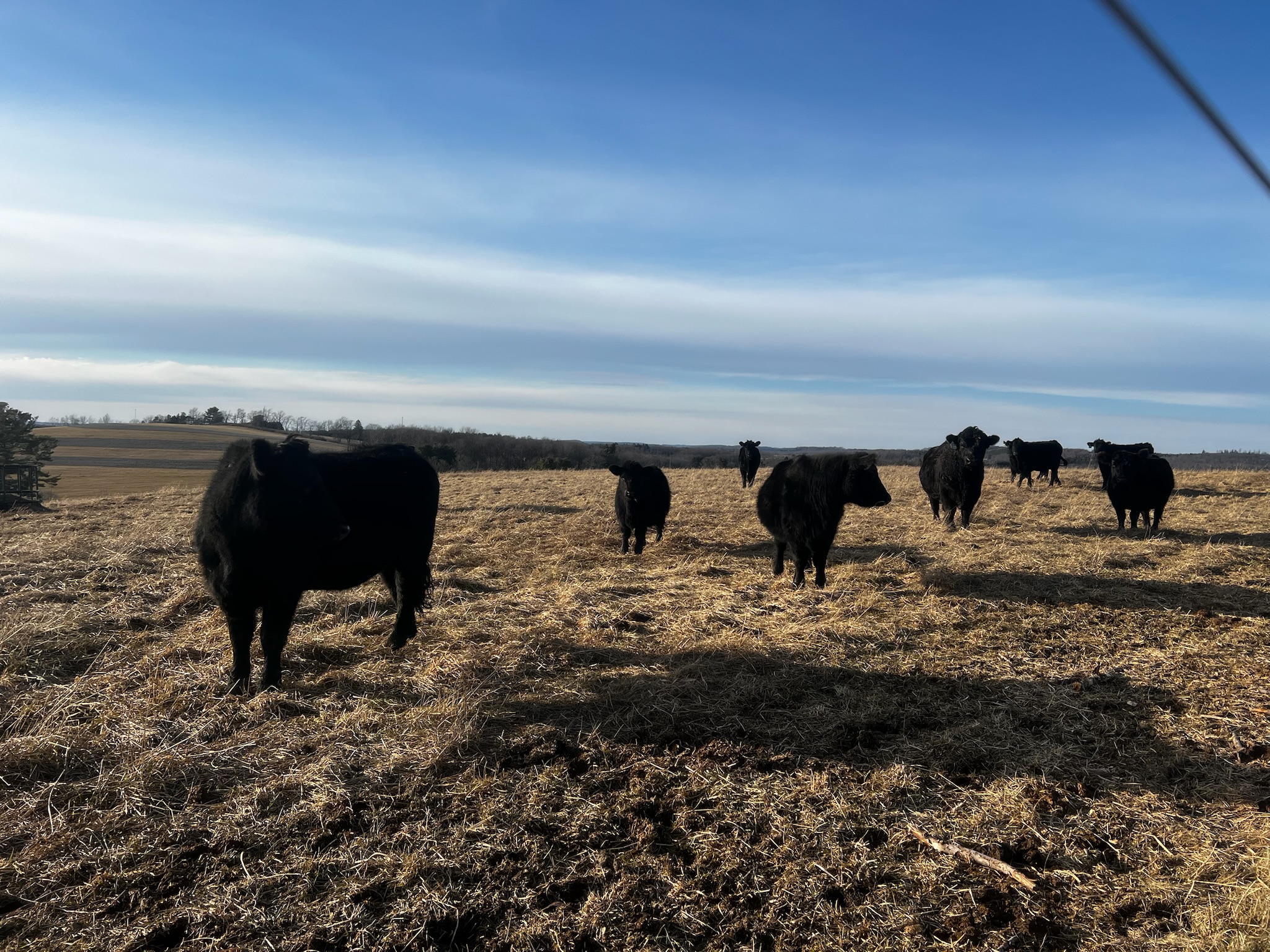 Black cattle grazing in a sunlit pasture with a clear blue sky, showcasing rural farming and livestock management.