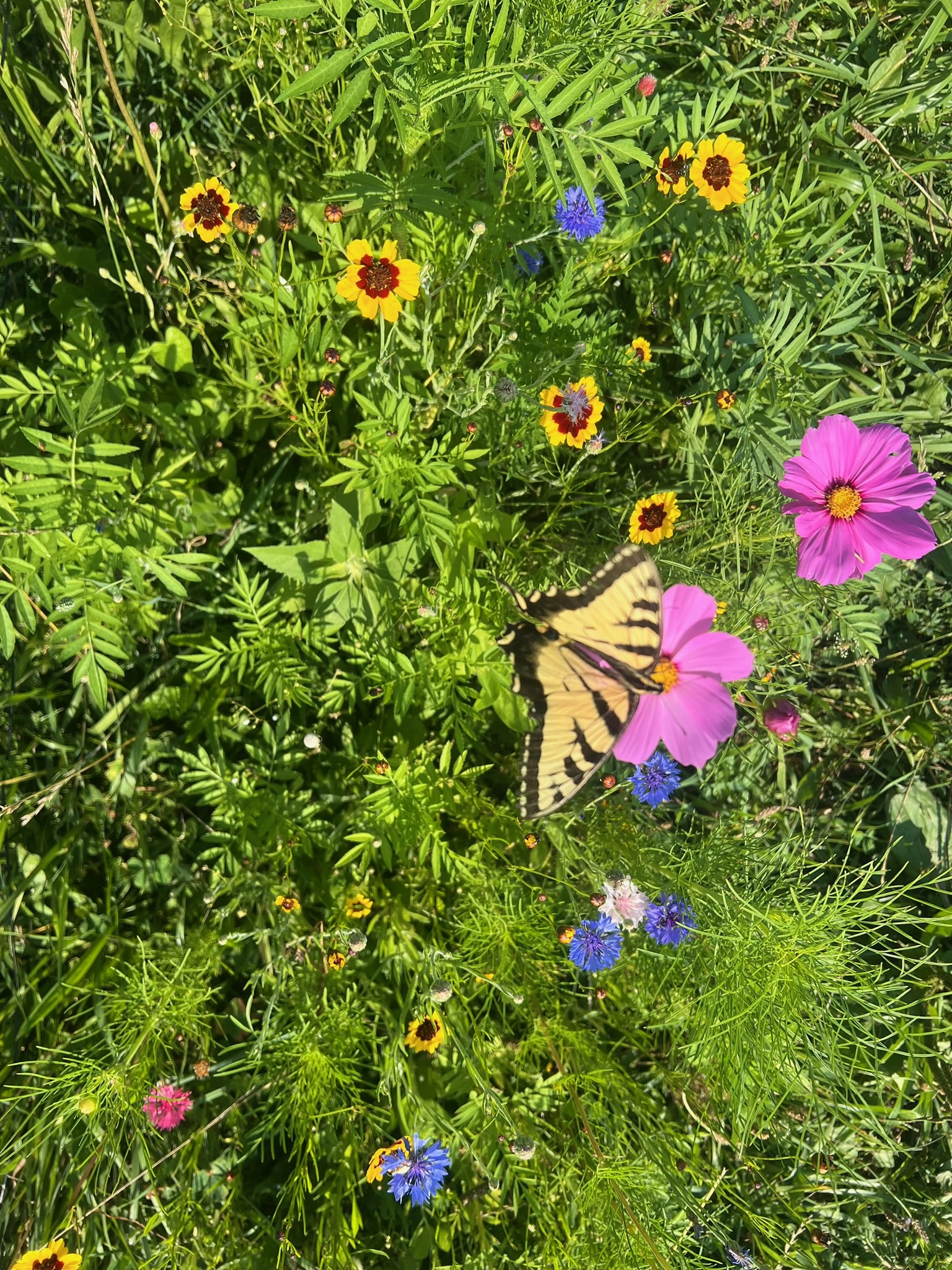 A vibrant garden scene featuring a butterfly perched on colorful wildflowers, including pink cosmos, yellow and black-eyed susans, and blue cornflowers, surrounded by lush green foliage.