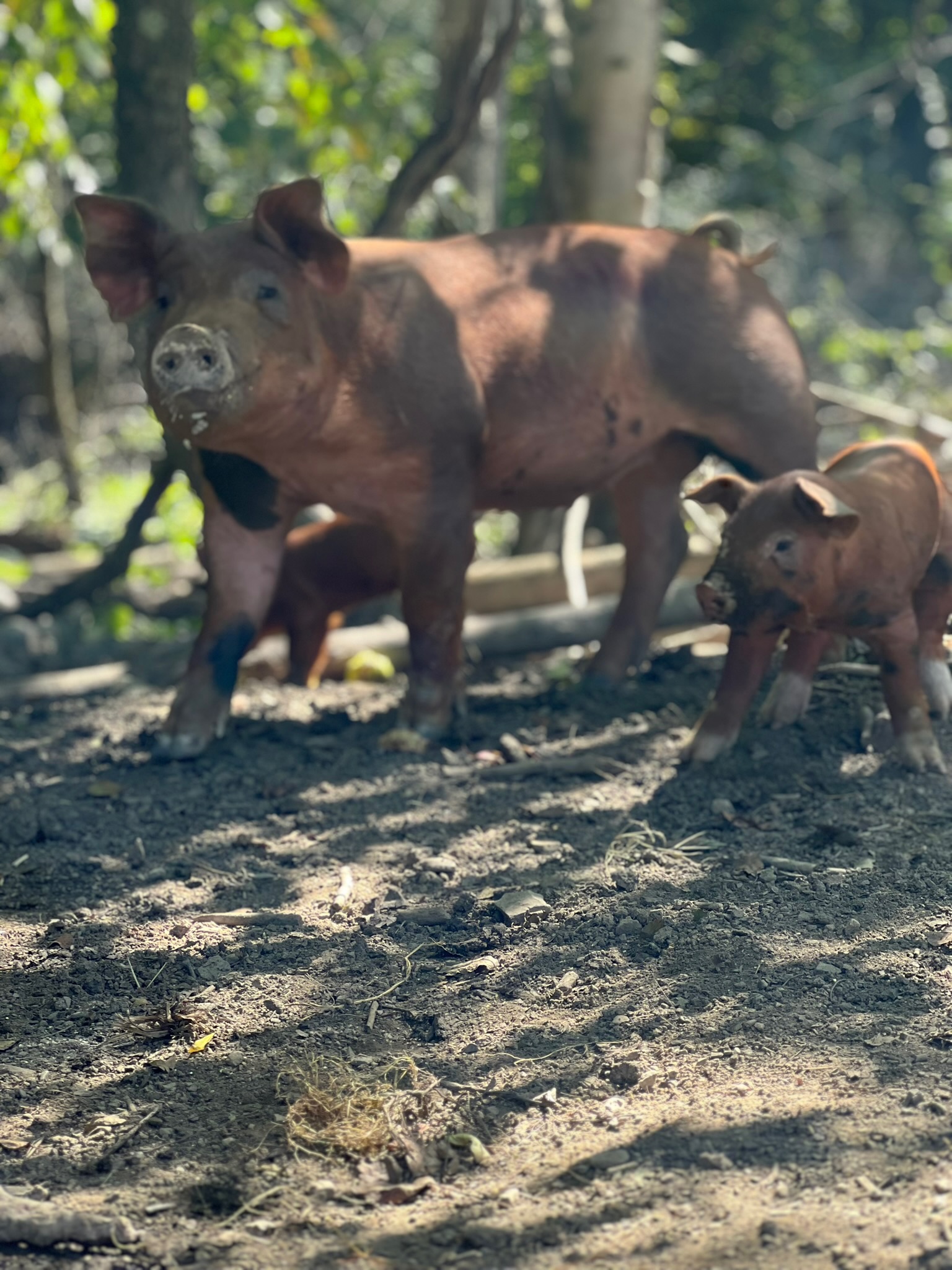 A mother pig and her piglet standing on the ground in a natural setting, surrounded by trees and foliage, showcasing a rural farming environment.