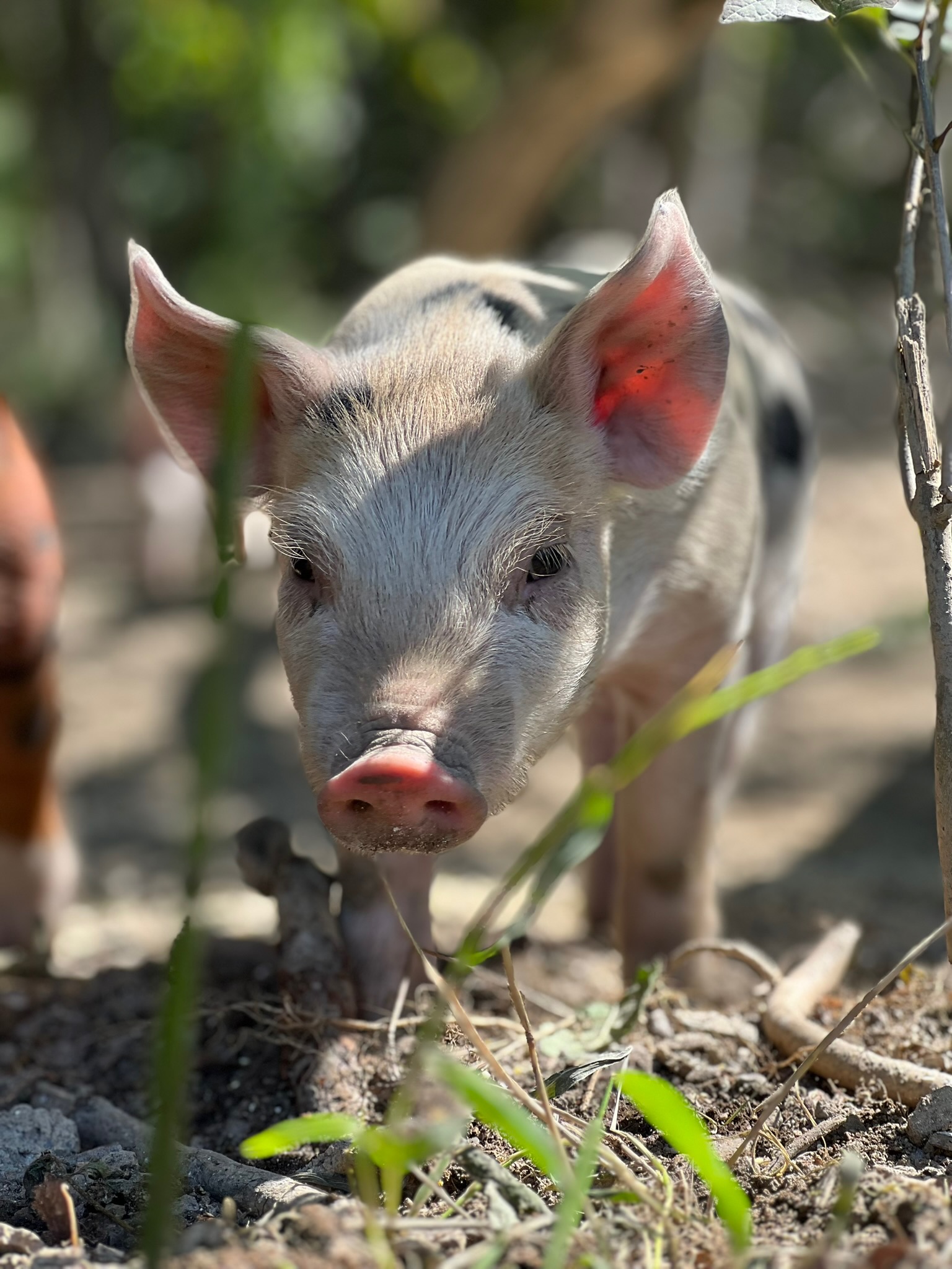 Close-up of a curious piglet with black spots, exploring the ground in a natural setting, surrounded by greenery and sunlight.