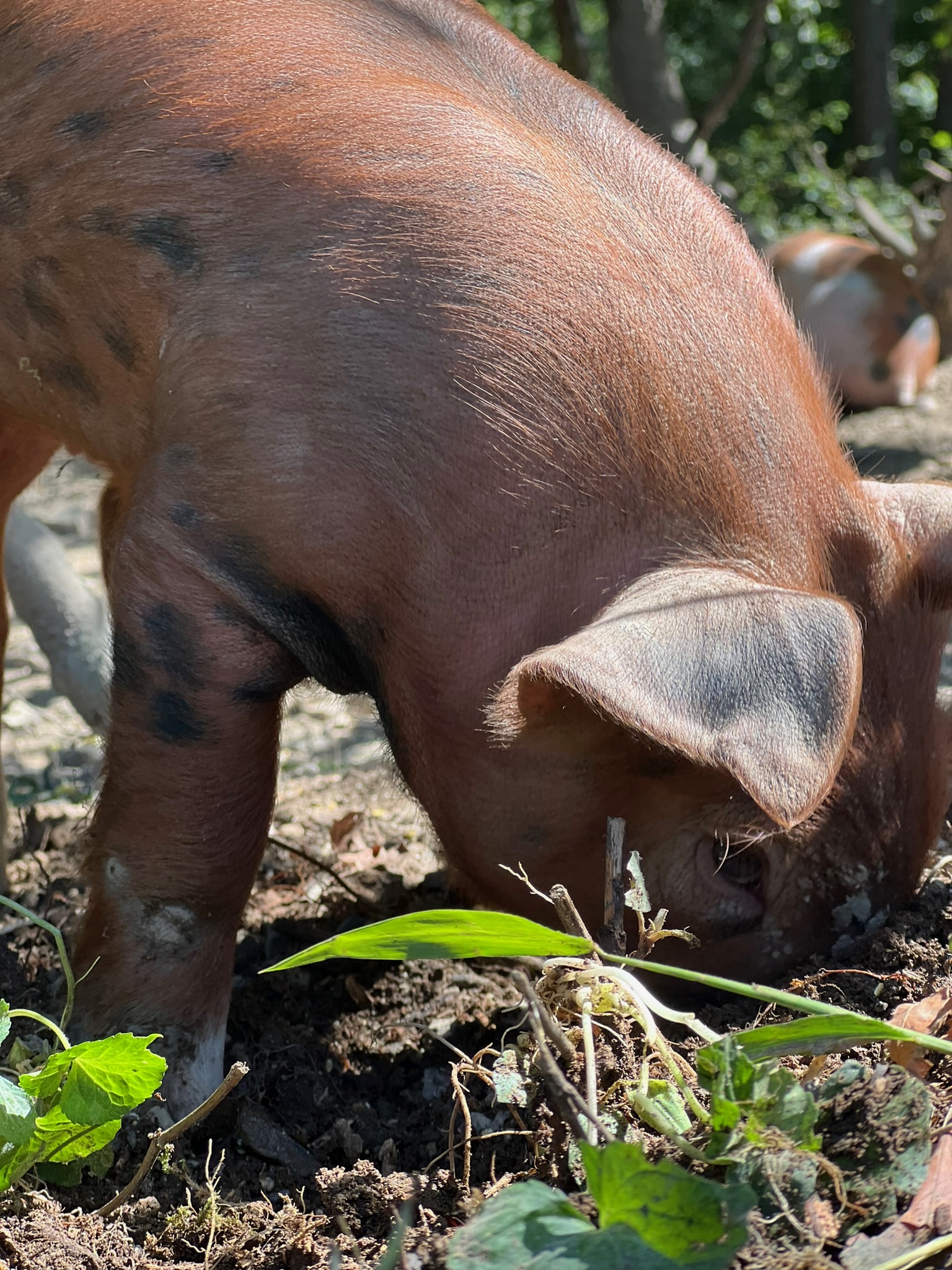 Close-up of a brown pig foraging in the soil, with its snout digging into the ground among green plants. The image captures the pig’s textured skin and ear, highlighting its natural behavior in a farm or rural setting.
